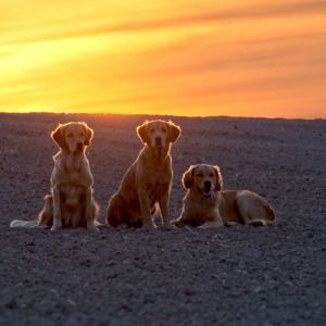 Marley, Aileen und Fly
