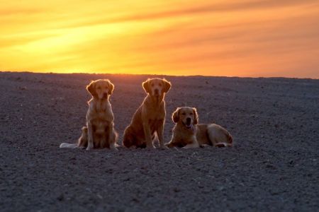Marley, Aileen und Fly