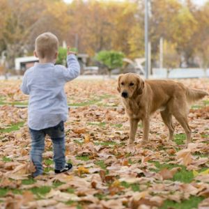 Levi und Marley in Wolken (D)&nbsp;am 11.11.2020