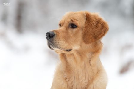 Nala (Gaya, w) am 17.01.2021