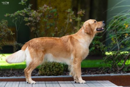 Nala (Gaya, w) am 15.08.2021