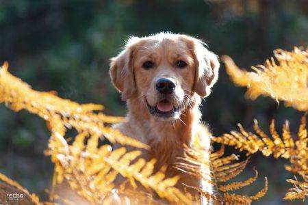 Nala (Gaya, w) am 21.11.2021