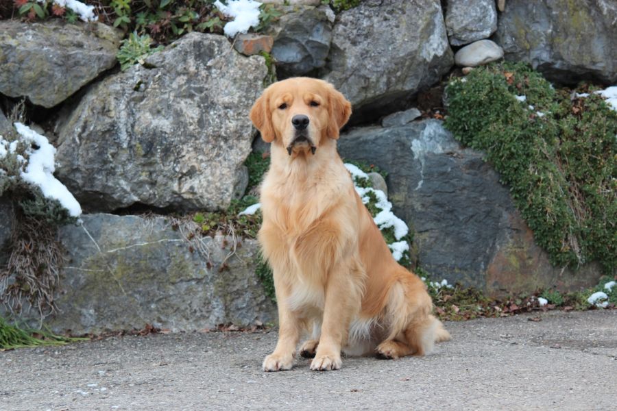 Themistocles My Tuno (Rufname: Xanto)