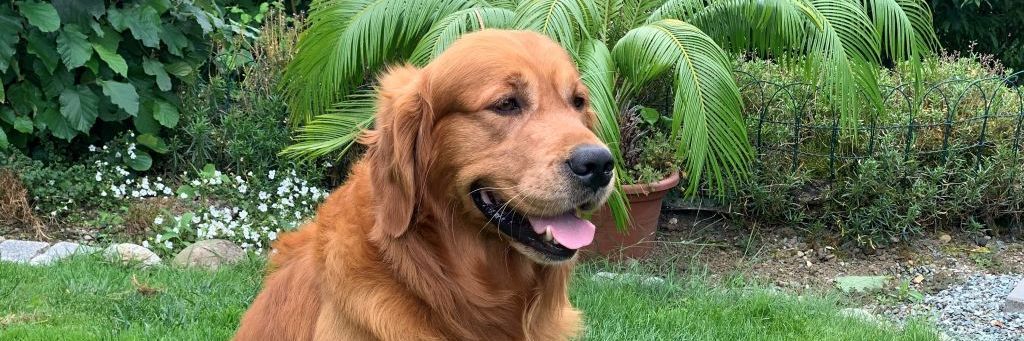 Duc Golden Harmony vom Rebhügel