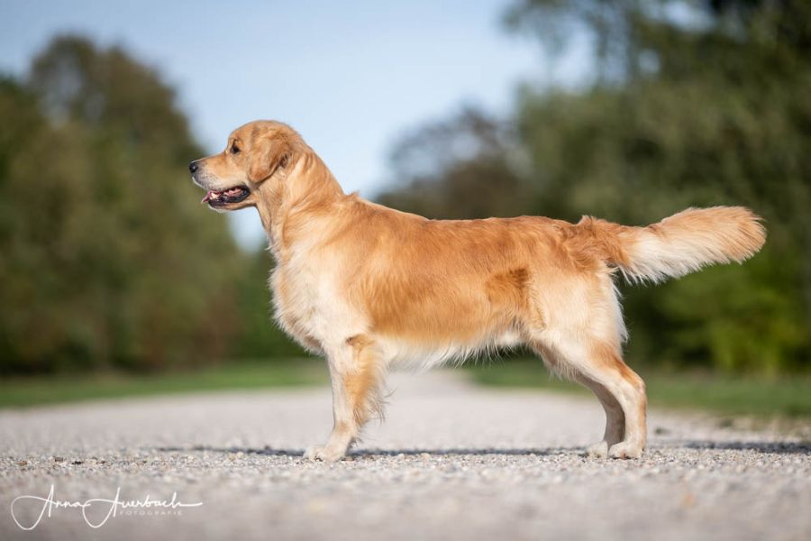 Melrose Flair Eccentric Enrico