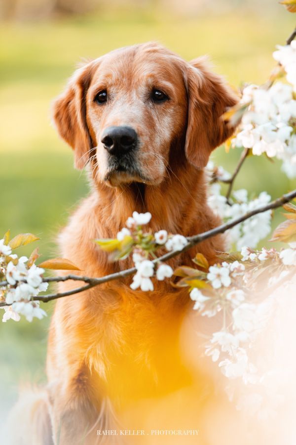 Aileen Golden Harmony vom Rebhügel