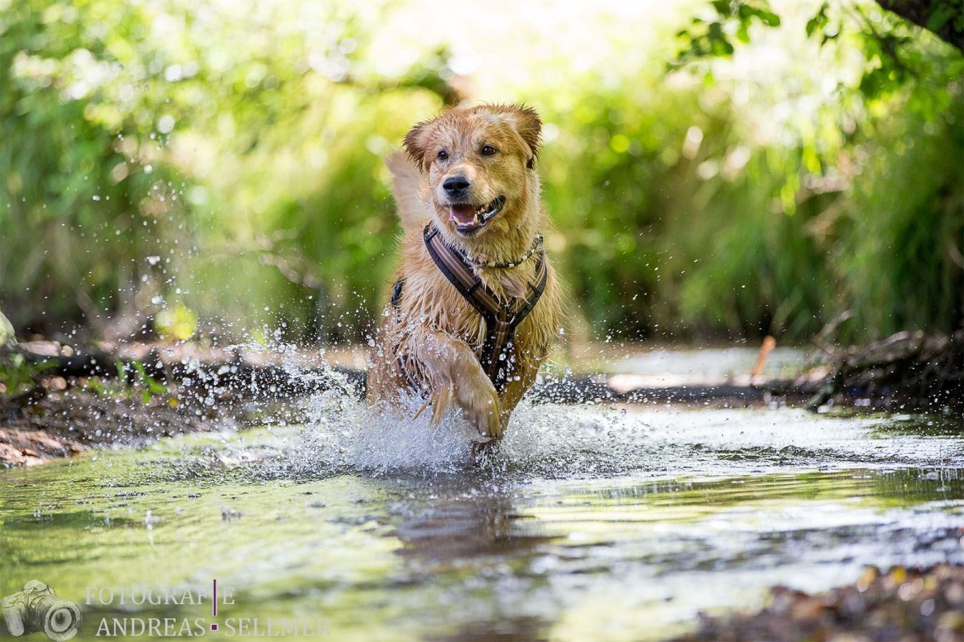 "Giglio" Melrose Flair Go with the Wind Golden Spirit
