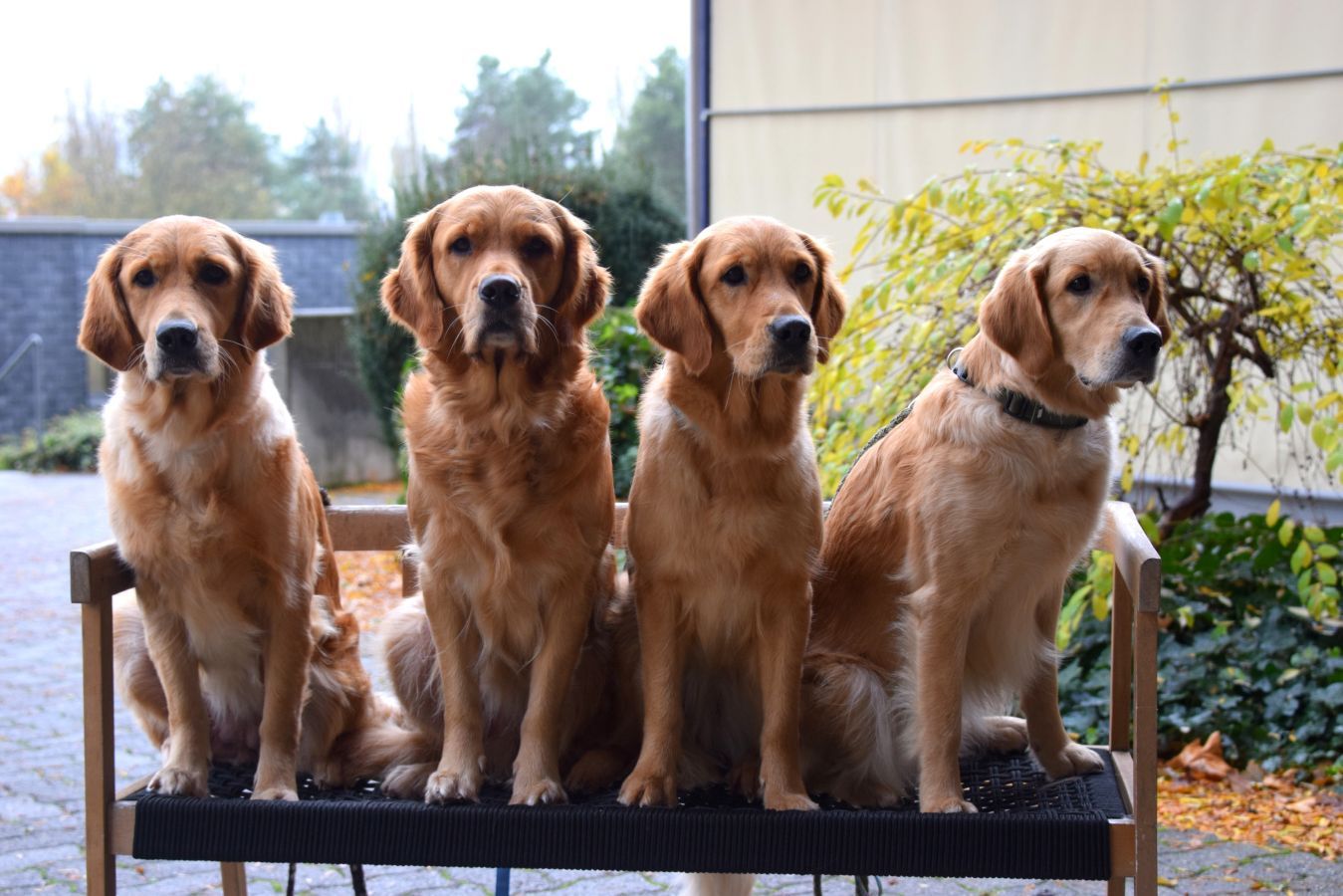 Neu geprüfte Herzens-Hunde Lani, Malin, Lynn und Nava (v.l.n.r.)
