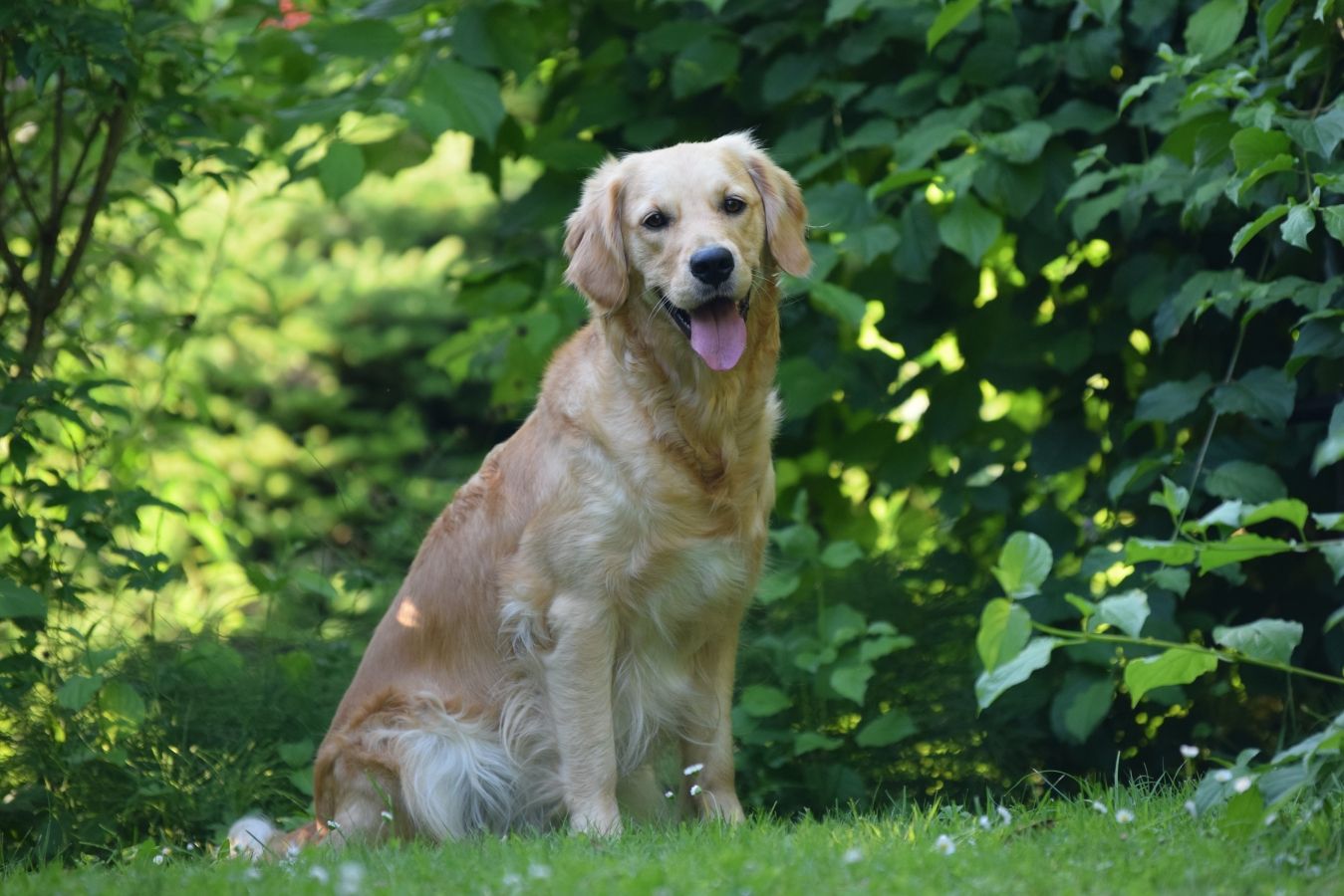 Kylie Golden Harmony vom Rebhügel (Rufname: Tarja)